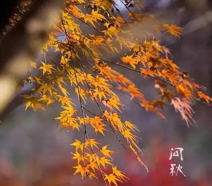  重陽節(jié)，愿時(shí)?光不老，你我都好